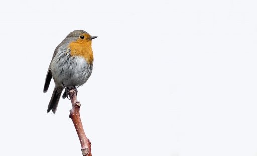 2012-09-30 / Dedales
par Dedales [ noir et blanc et desaturation partielle ]
