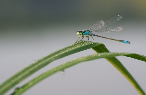 2013-07-10 / neosilencers
neosilencers [Macro et proxi-photo]
