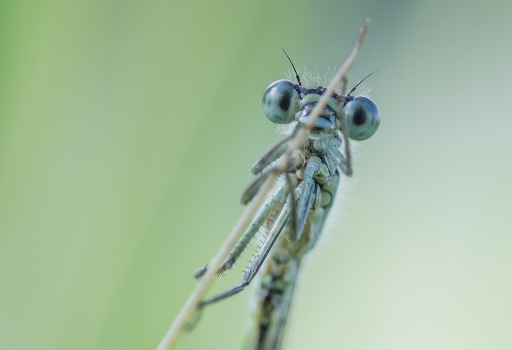 2013-06-05 / neosilencers
neosilencers  [Macro et proxi-photo]
