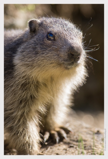 2013-07-14 / randos74
Randos74 "Sortie des marmottons"
