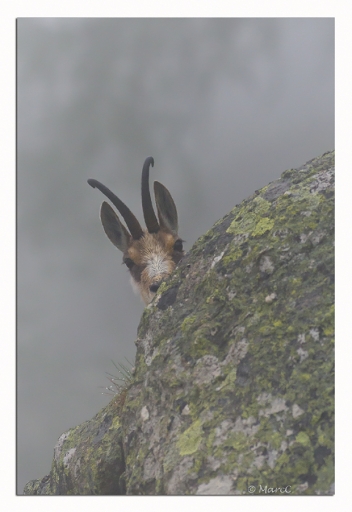 2012-06-10/ randos74
par Randos74 dans Faune Sauvage
