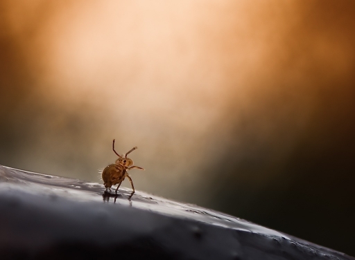 2016-12-04 / Olilignan
olilignan "Les aventures d'une collembole"
