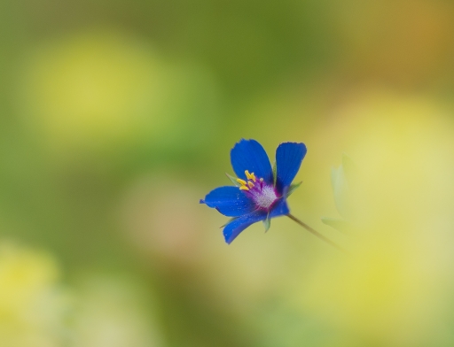 2016-12-05 / Olilignan
Olilignan [Flore et botanique]
