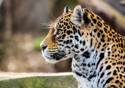 2017-03-19 / Mickmac
Mickmac [Animaux domestiques ou captifs]
