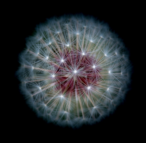 2017-03-28 / Olilignan
Olilignan [Flore et Botanique]
