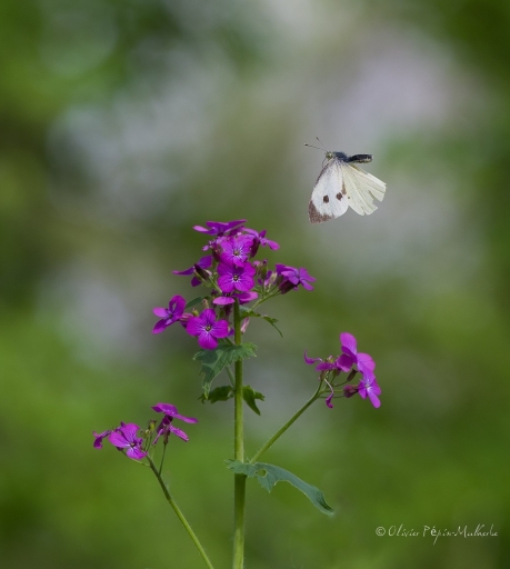 2017-04-08 / Olilignan
Olilignan "Macro et proxiphotographie nature"
