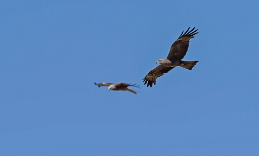 2017-07-23 / Hermes
Hermes [Faune sauvage]
