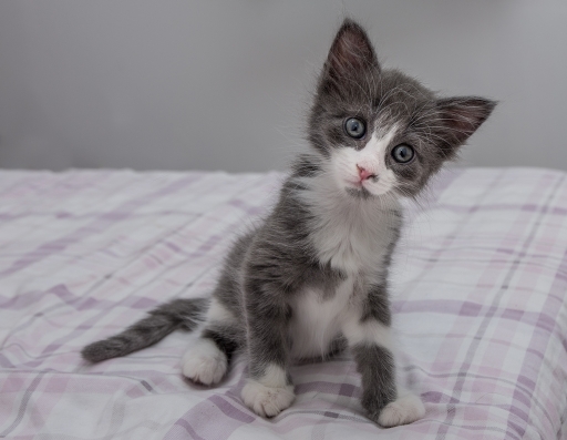 2017-08-20 / SPentaxQR
SPentaxQR [Animaux domestiques ou captifs]
