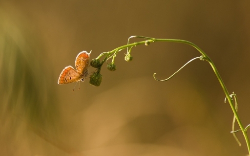 2017-11-01 / Olilignan
Olilignan [Macro et proxi]
