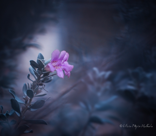 2017-11-05 / Olilignan
Olilignan [Flore et Botanique]
