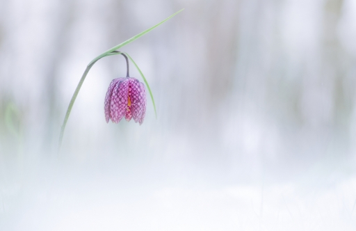 2018-02-28 / Donlope01
Donlope01 [Flore et botanique]
