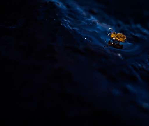 2018-03-03 / Olilignan
Olilignan [vos series - un monde fantastique 5]
