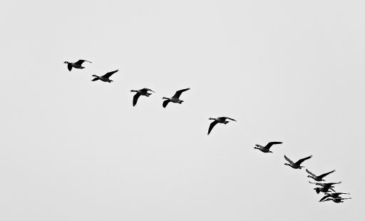 2018-03-11 / Hermes
Hermes [Faune sauvage]
