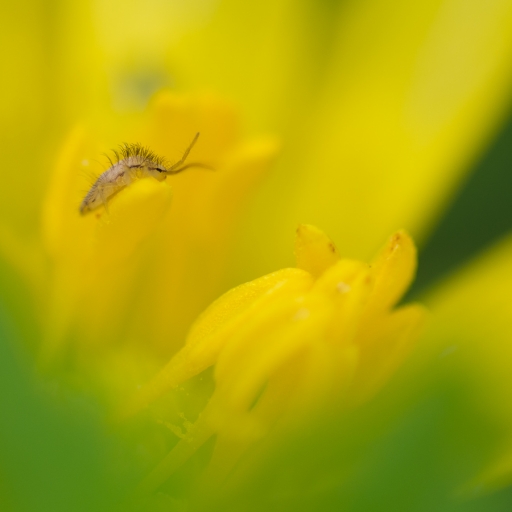 2019-03-31 / Olilignan
Olilignan [ vos series - Collemboles et renoncules]
