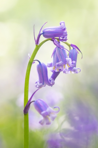 2018-04-22 / Electro35
Electro35 [Macro et proxi]
