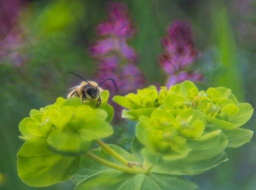 2018-05-06 / Olilignan
Olilignan [vos series - Le printemps (Carl Zeiss vario-talon f3,5)
