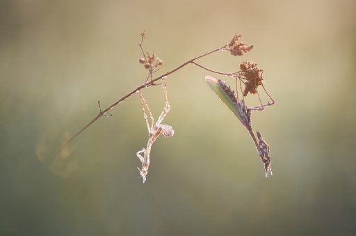 2018-05-22 / Donlope01
Donlope01 [Macro et proxi]
