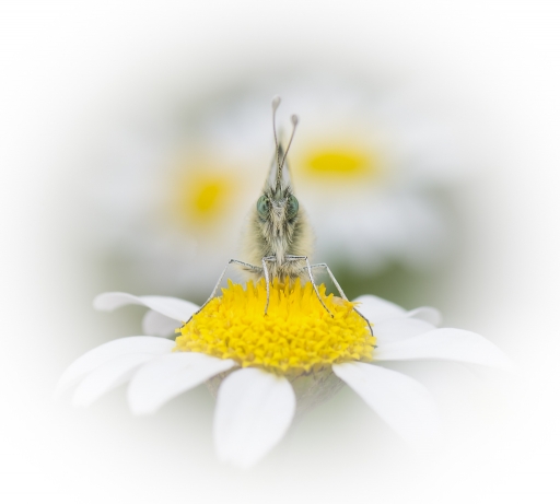 2018-06-02 / Olilignan
Olilignan [vos series - Les papillons de nos garrigues]
