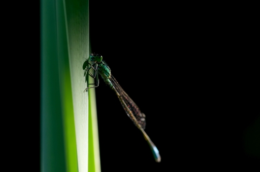 2018-07-15 / Neosilencers
Neosilencers [Macro et proxi]
