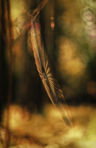 2018-07-31 / Kobaia
Kobaia [Macro et proxi]
