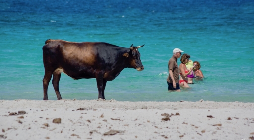 2018-08-16 / Mickmac
Mickmac [Faune sauvage]
