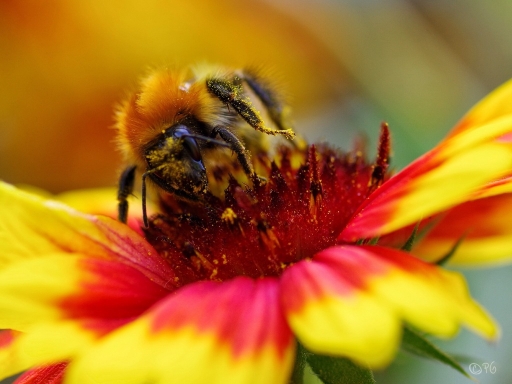 2018-10-13 / PH07
PH07 [Macro et proxi]
