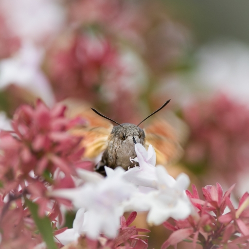 2018-11-17 / Olilignan
Olilignan [vos series - le Moro-Sphynx et l'abelia]
