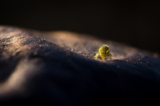 2019-01-26 / Ludovic
Ludovic [Macro et proxi]
