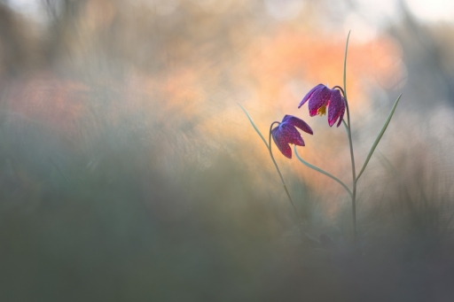 2019-03-08 / Donlope01
Donlope01 [Flore et botanique]
