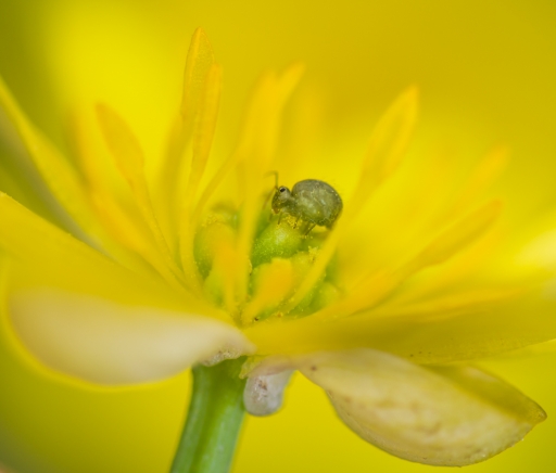 2019-03-09/Olilignan
Olilignan [Macro et proxi]
