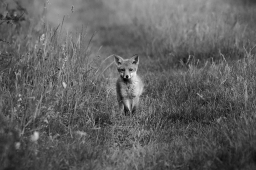 2020-06-21 / Charlysouho
Charlysouho [Faune sauvage]
