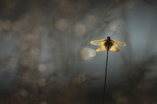 2021-01-03 / Donlope01
Donlope01 [Macro et proxi]
