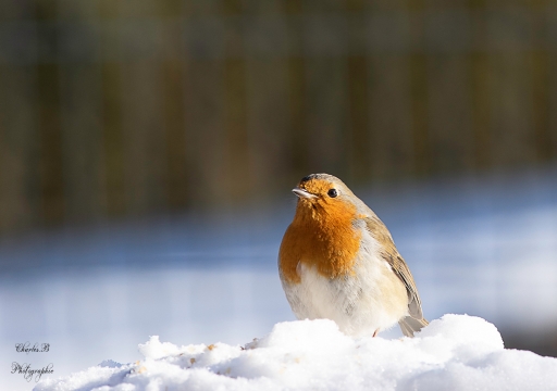 2021-02-21 / Charbau
Charbau [Faune sauvage]
