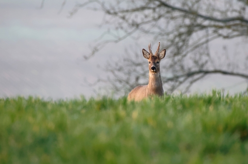 2021-04-11 / CharlySouho
CharlySouho [Faune Sauvage]
