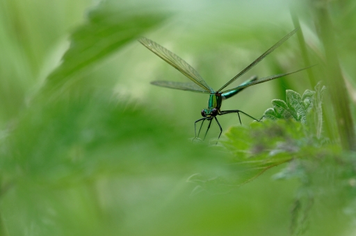 2021-06-21 / CharlySouho
CharlySouho [Macro et proxi]
