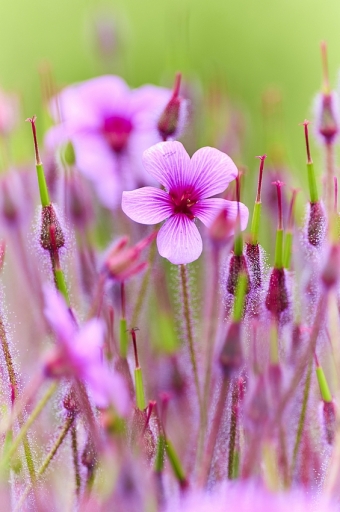 2021-10-16 / Vinhug
Vinhug [Flore et botanique]
