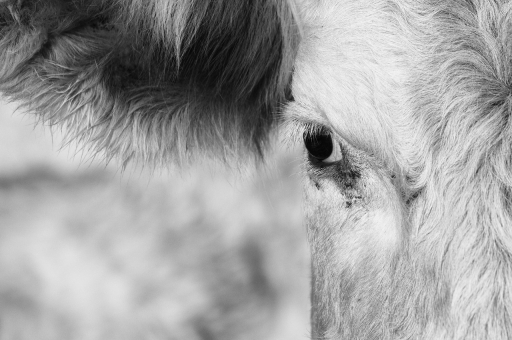 2021-10-30 / Charlysouho
Charlysouho [animaux domestiques ou captifs]
