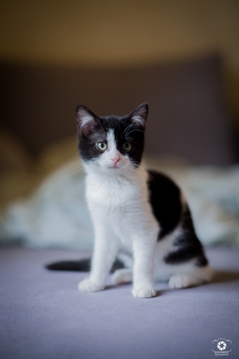 2021-11-14 / nicolas03
nicolas03 [Animaux domestiques et captifs]
