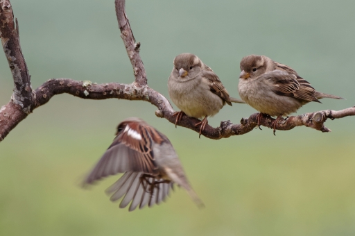 2021-11-20 / CharlySouho
CharlySouho [Faune sauvage]
