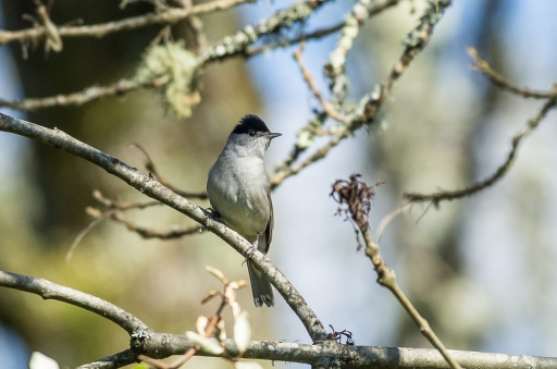 2022-01-02 / LeBernard
LeBernard [Faune sauvage]
