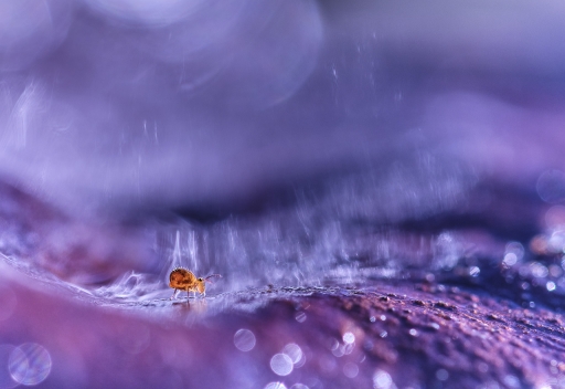 2022-02-07/ Olilignan
Olilignan [Macro et proxi]
