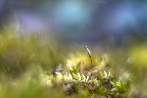 2022-01-23 / Opus21
Opus21 [Macro et proxi]
