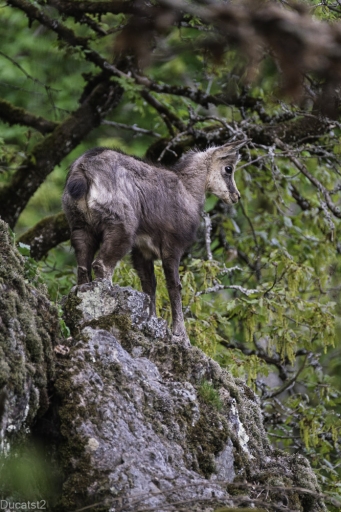 2022-04-23 / Ducatst2
Ducatst2 [Faune sauvage]
