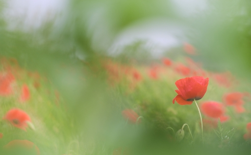 2022-08-27 / Olilignan
Olilignan [Flore et botanique]
