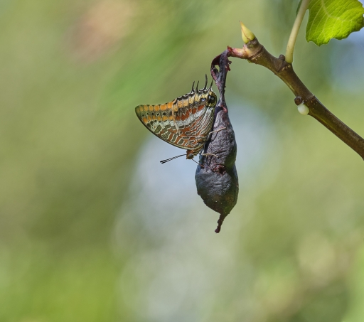 2022-10-16 / Olilignan
Olilignan [Macro et proxi]
