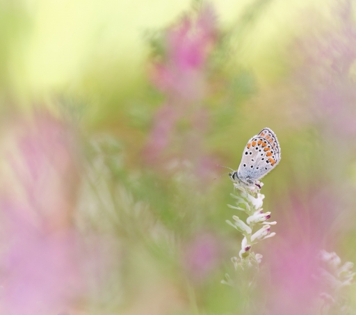 2023-04-16 / Olilignan
Olilignan [Macro et proxi photographies]
