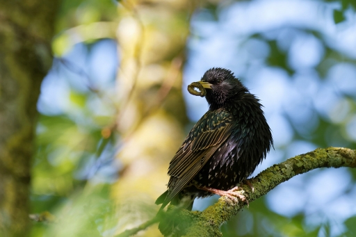 2023-05-28 / Charlysouho
Charlysouho [Faune sauvage]
