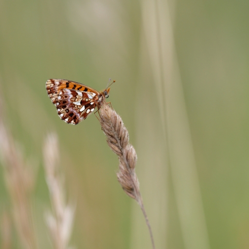 2023-07-02 / charlysouho
charlysouho [Macro et proxi]
