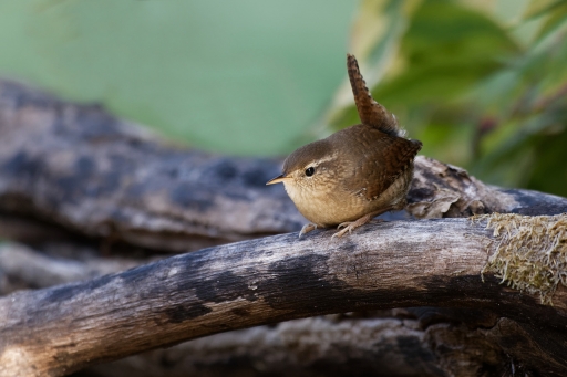 2023-10-08 / Charlysouho
Charlysouho [Faune sauvage]
