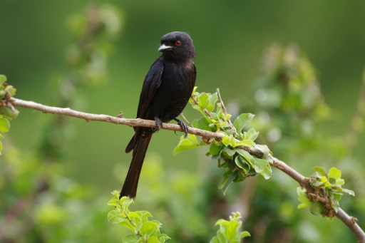 2024-02-18 / Agnesjea
Agnesjea [Faune sauvage]
